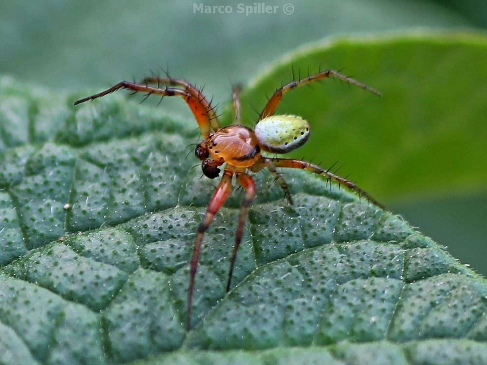 Araniella sp. - Vicenza (VI)